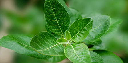 Ashwagandha - Vad du bör veta om den populära örten